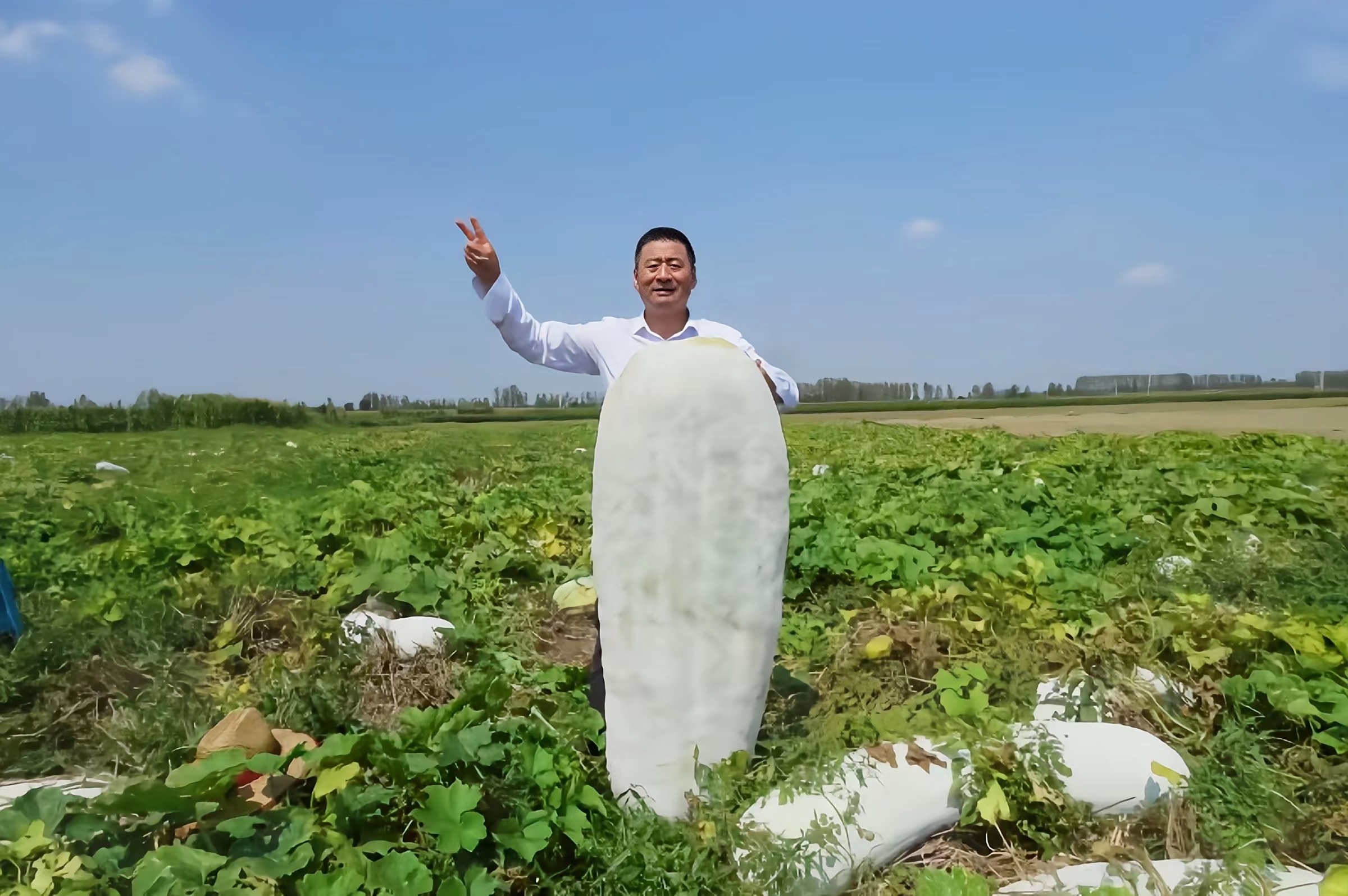 河南临颍：再次发现一个冬瓜王