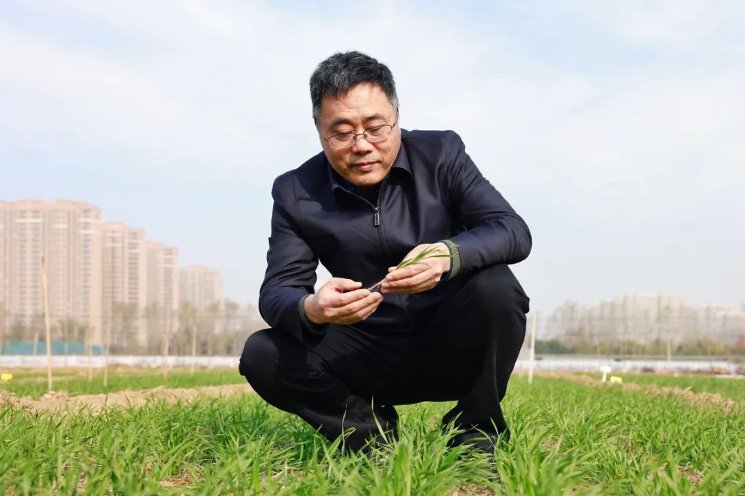 河南农大专家  支招小麦冬前田间管理
