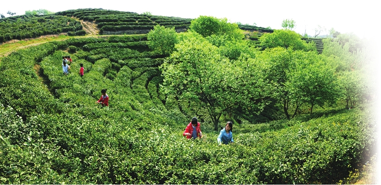 振兴路上茶香溢——“中原茶乡”桐柏县