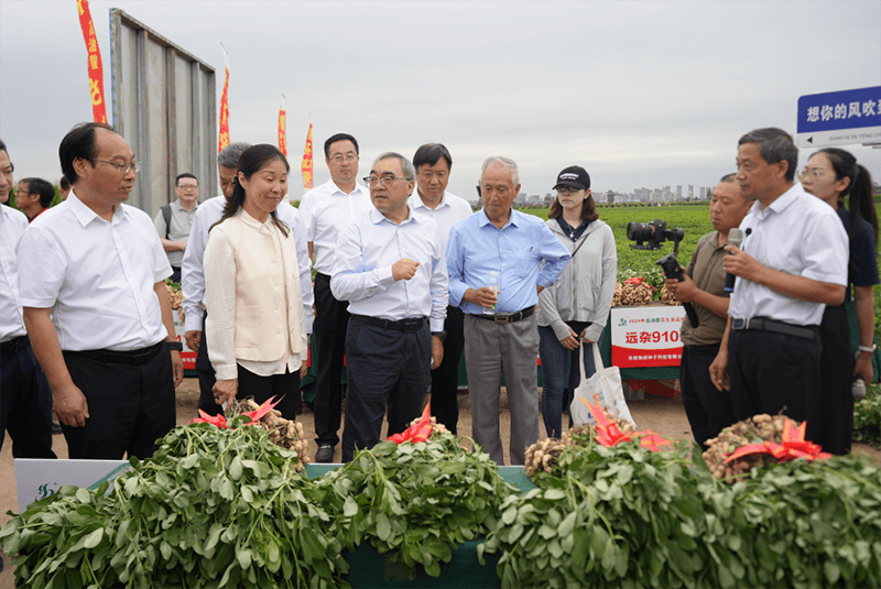 中原农谷见证花生产业新突破2024年国家花生新品种观摩会盛大召开