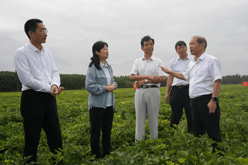 科研转化新成果 花生产业新动能河南省花生良种联合攻关项目在开封深入推进