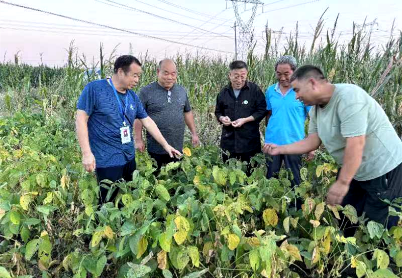 宝丰县农技协专家田间“开方”   助力周庄大豆防虫害