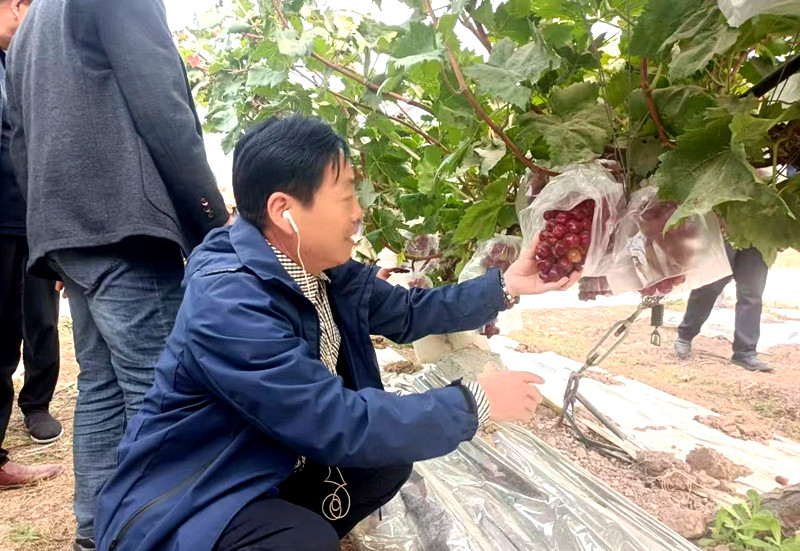 灵宝市科协组织葡萄种植专家赴焦作市温县观摩学习