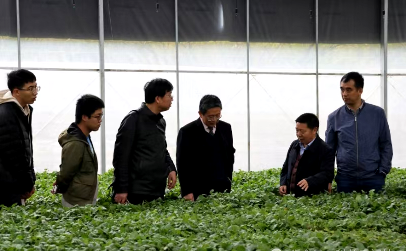 国家中药材产业技术体系 丹参规范化生产观摩会 在渑池县科技小院召开