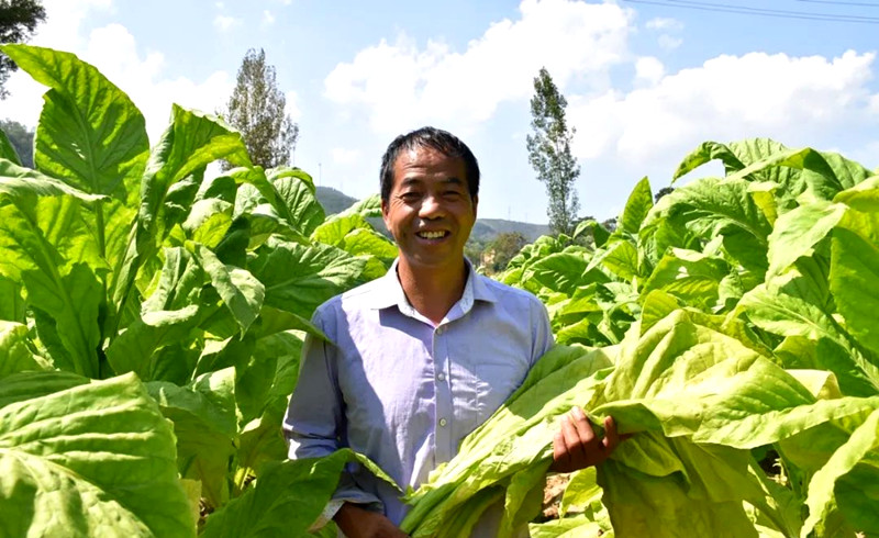 灵宝市苏村乡：烟叶生产助推乡村振兴