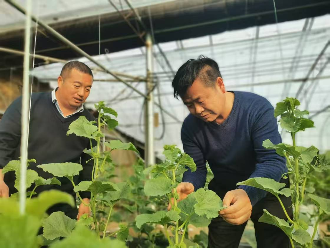 河南省农业科学院园艺专家“问诊”到田间