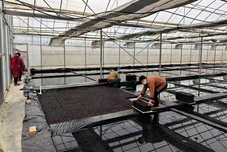 织就金叶梦：禹州市张得镇春耕育苗进行时