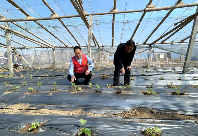 河南省科技特派员服务团到兰考县开展蜜瓜产业指导培训