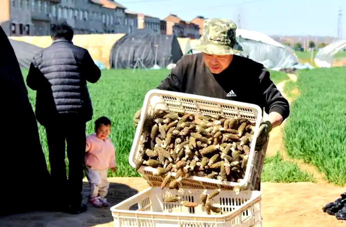 洛阳市孟津区羊肚菌撑起“致富伞”