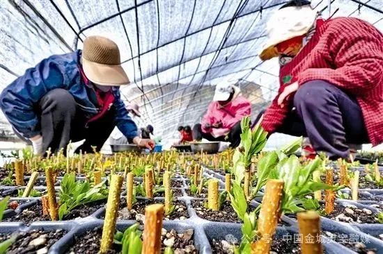 故县镇：用科技之笔，点“翘”成金