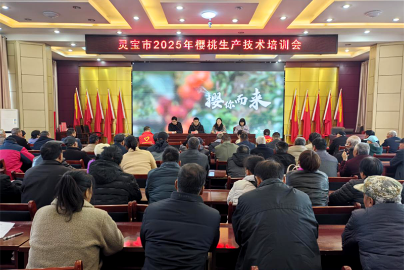 灵宝市川口乡：樱桃花开春光好，科技兴农正当时