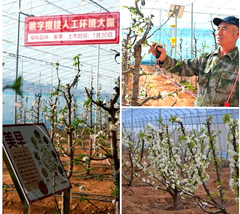 科技赋能樱桃种植 新安解锁“四季有果”振兴新路径