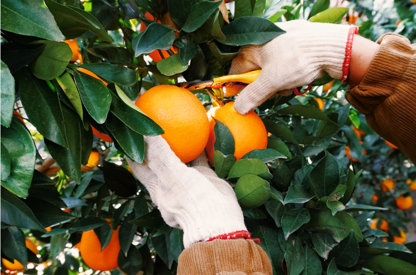 从“论斤卖”到“论营养卖”：一颗橙子的科技蝶变与乡村新生