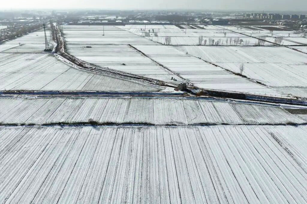 寒潮之下，晚播的冬小麦受影响吗？农技专家给出了解答