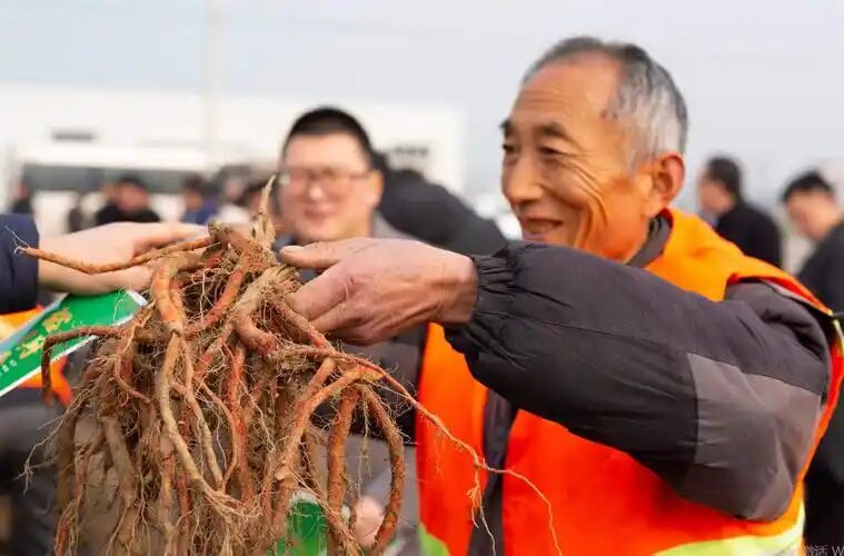南阳市方城县：中药材产业“链”起乡村振兴新图景