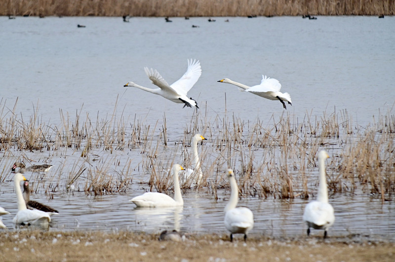 万只白天鹅三门峡“猫”冬