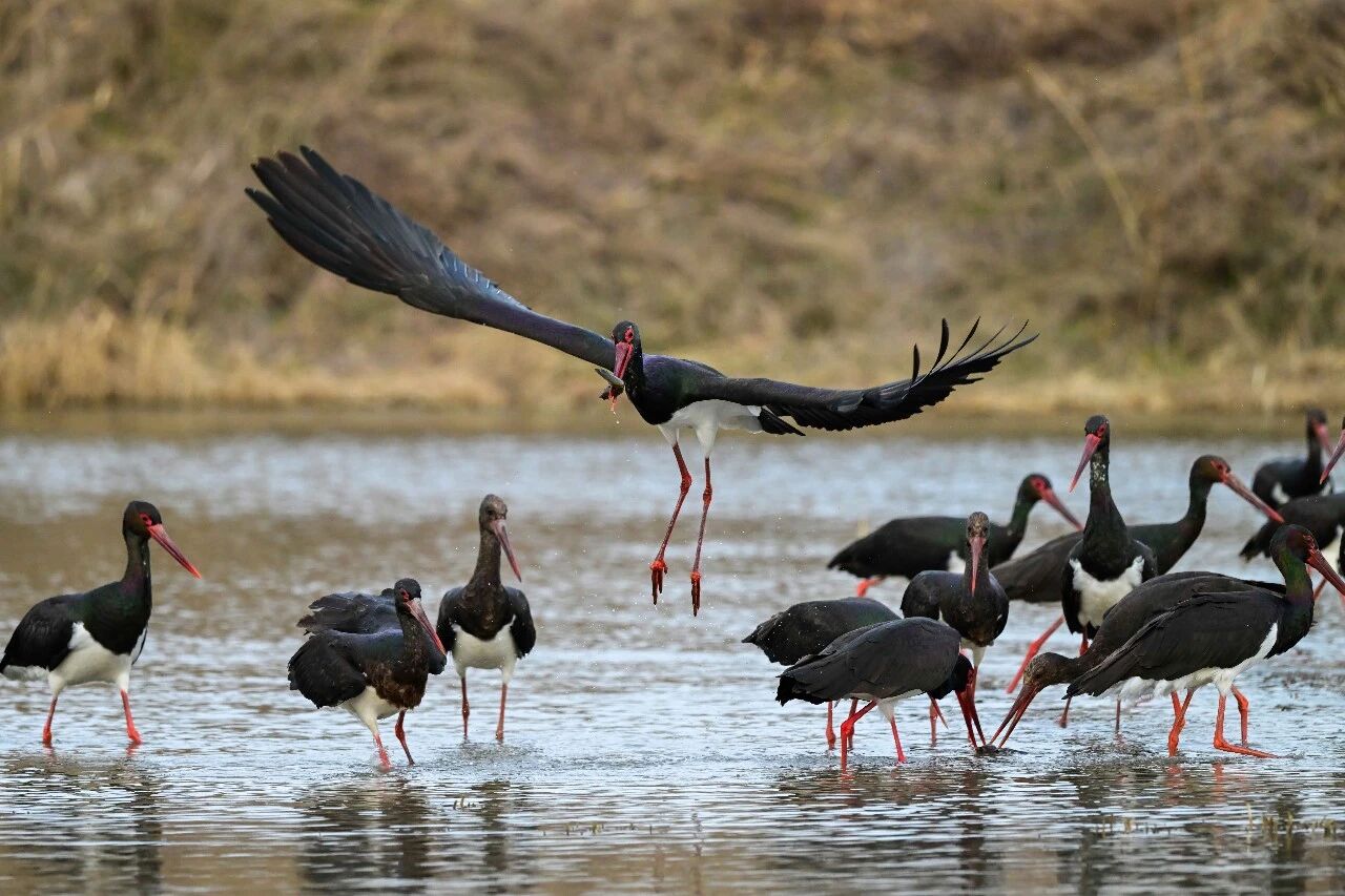 河南迎“鸟界团建”！来了一群鹳鹤鹭鸥鹅鸭……