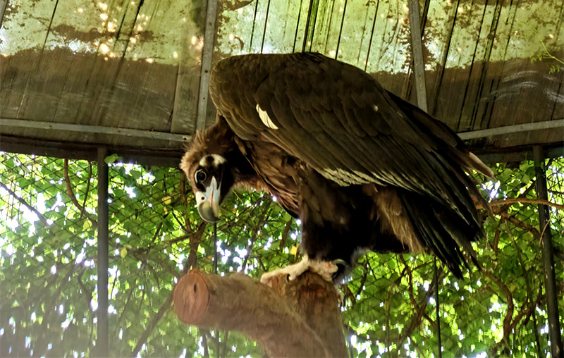 五一欢乐启幕！郑州市动物园珍稀萌宠上新 趣味演出陪你过假期