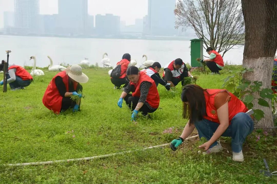 万里同心 共护黄河︱鹅宝破壳 生态环境志愿者用爱守护
