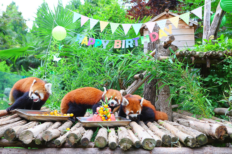 萌力全开！郑州市动物园小熊猫四萌宝喜迎一周岁生日