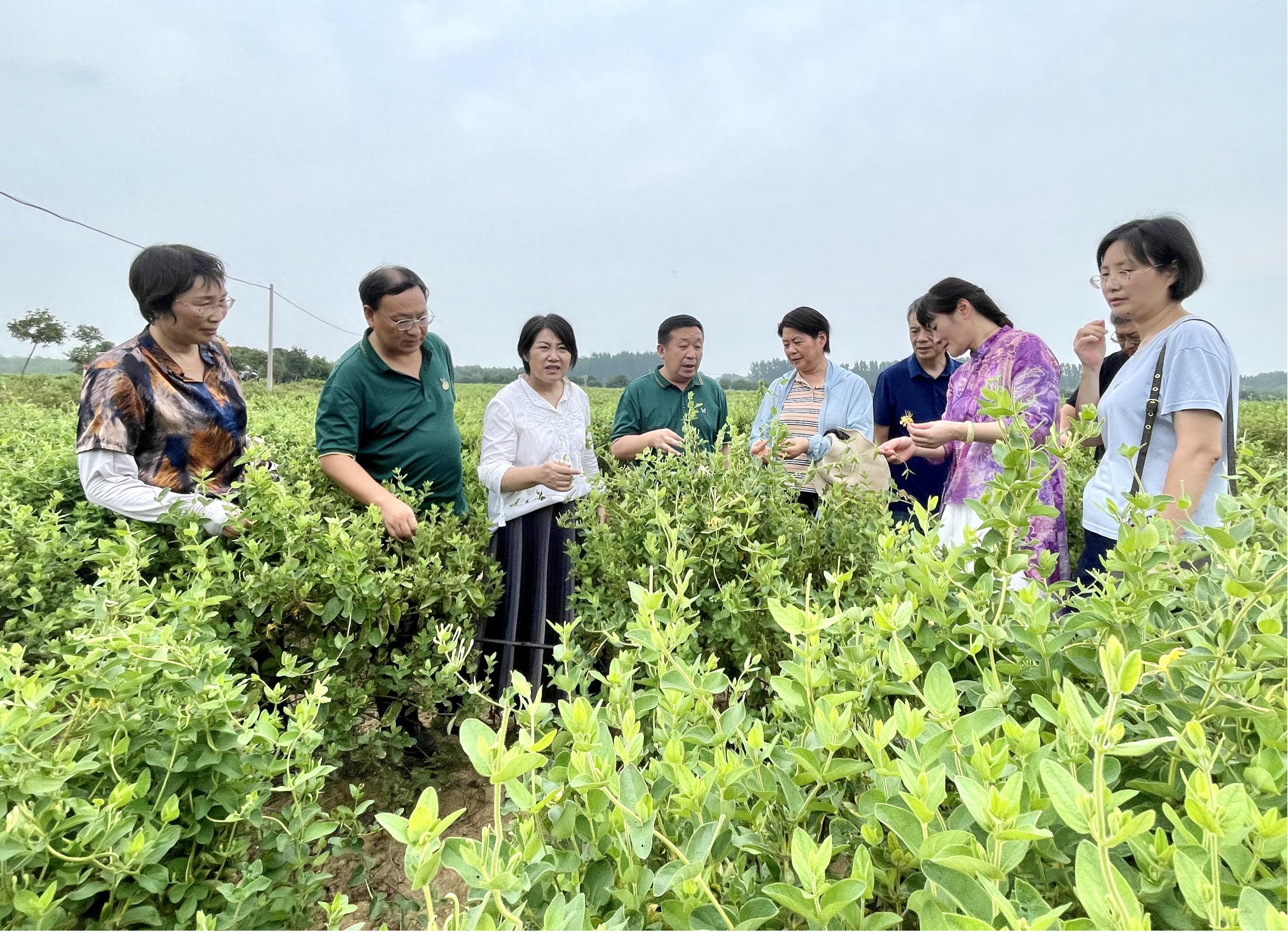 伏牛山道地宛药种植项目：绿水青山就是金山银山理念的生动实践