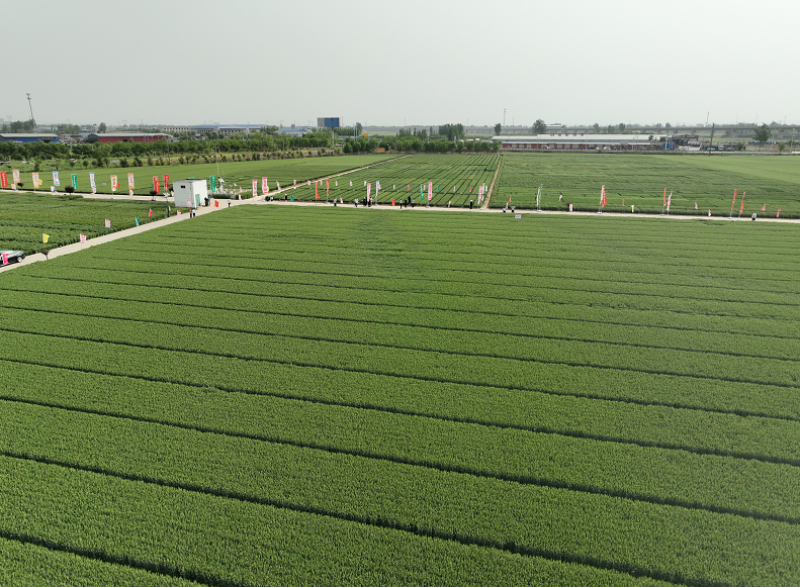为推动粮食大面积单产提升贡献“百农”力量<br>——2025 年百农小麦新品种观摩暨新技术培训会纪实