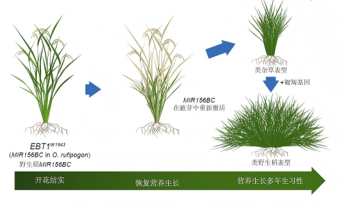 科学家发现野生稻多年生生活习性关键基因