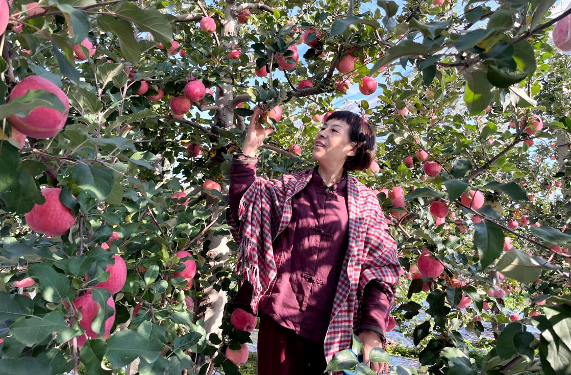 王菁：在果园里干了33年的农艺师