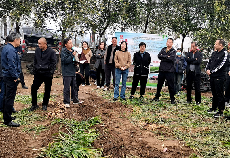 沁阳山王庄镇：致富生姜喜丰收，观摩培训绘“姜”来