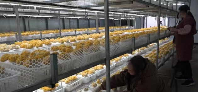 太康县：食用菌产业助推乡村振兴