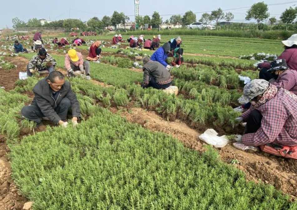 药都禹州： 转型有“良方”　药材变“药财”