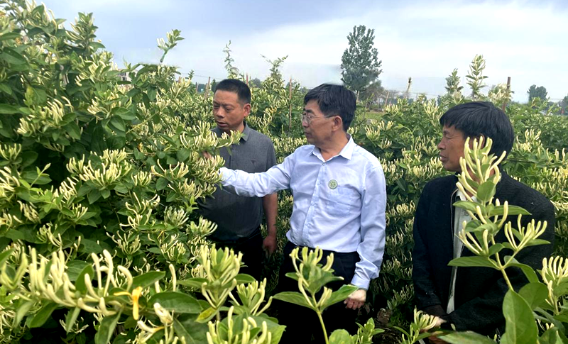 李建军：让每朵金银花都绽放出富民的芬芳