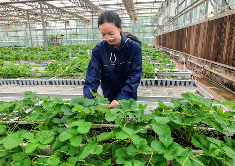草莓育种添新彩 科技助力产业兴
