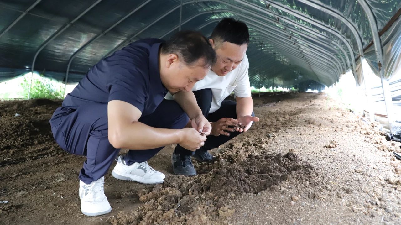 这小东西让“撂荒地”变“聚宝盆”