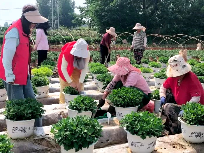 开封市“科创中原”菊花产业科技服务团开展菊花栽培技术指导