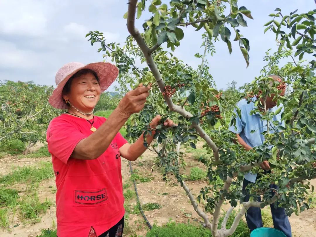 荒坡变椒园，“红果果” 摇出致富新希望