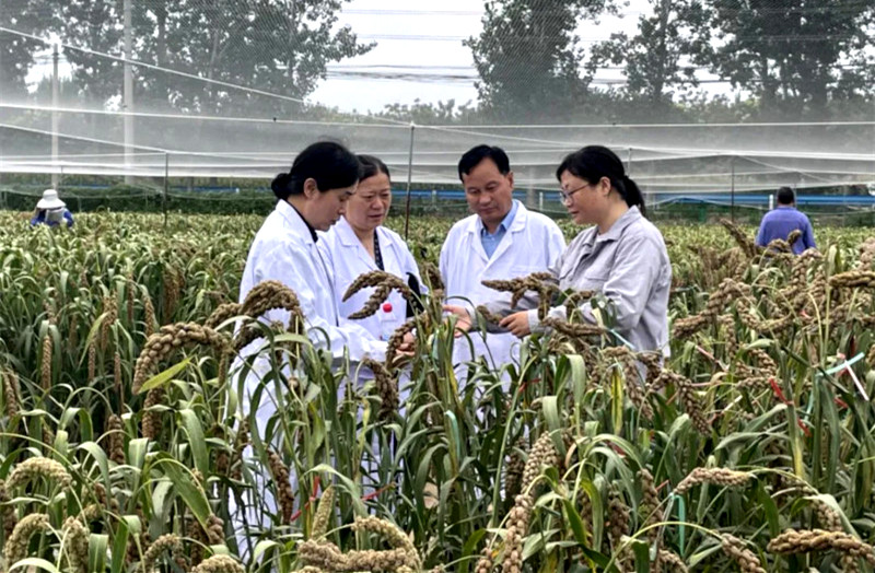 安阳市科协联合市政协农业和农村委员会专题调研谷子产业发展情况