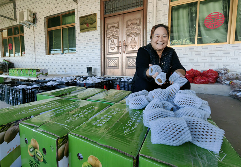 灵宝优质猕猴桃喜获丰收 热销全国