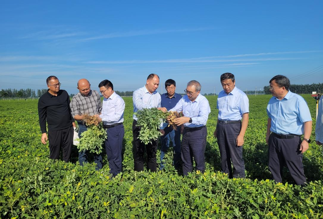 科技赋能 “链”通高端 延津打造全国优质花生原料基地