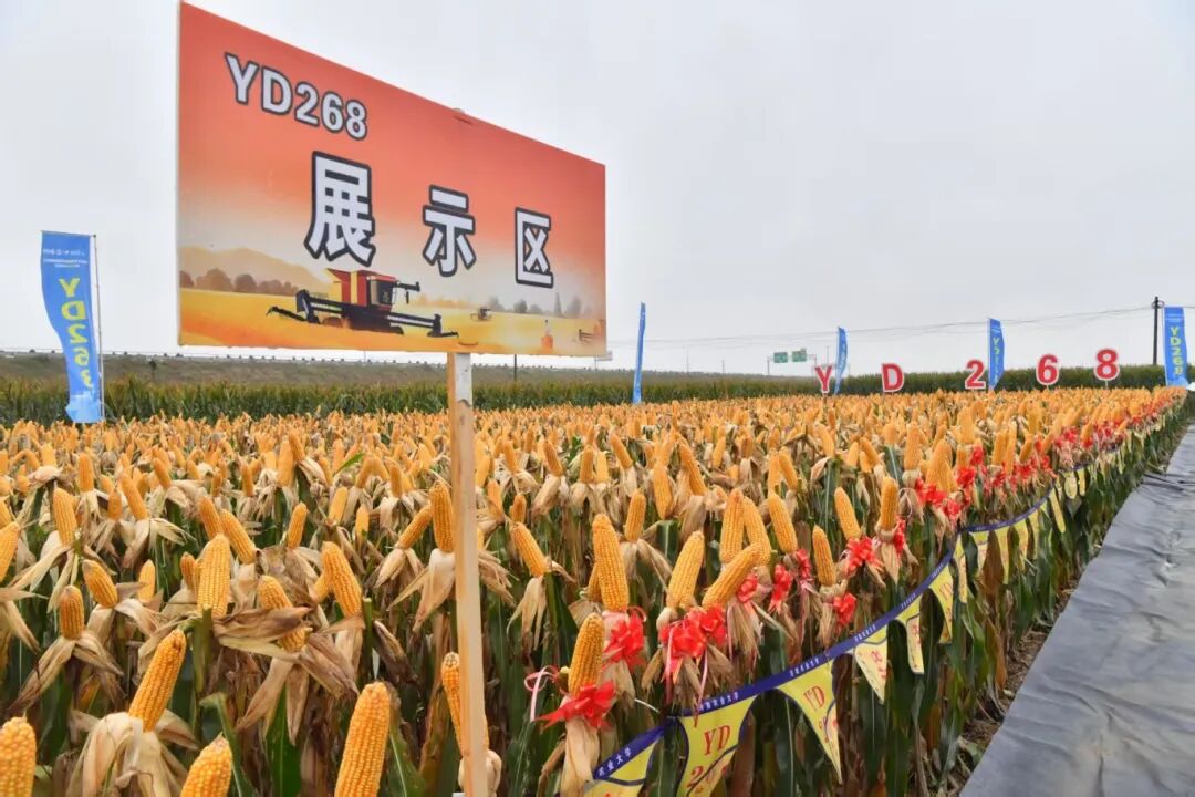 逆境稳产！YD268交出亮眼答卷