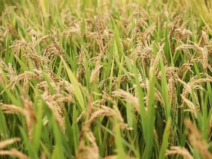 警惕！田里有间谍