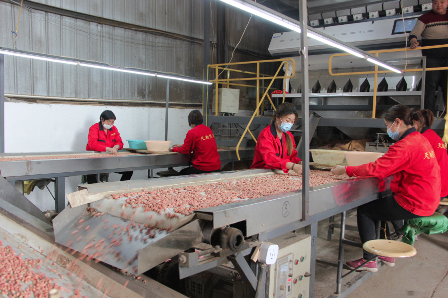 开封市祥符区60万亩花生如何“躲”过连绵阴雨？