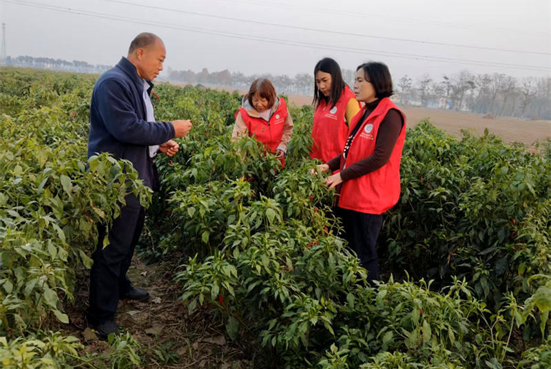 科技赋能辣椒产业 助力乡村振兴跑出“加速度”