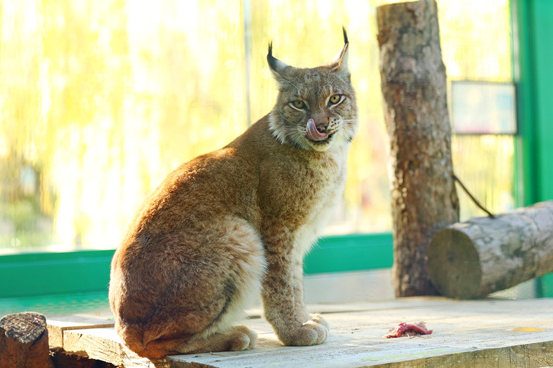 新晋“顶流”来郑州了！快来打卡~