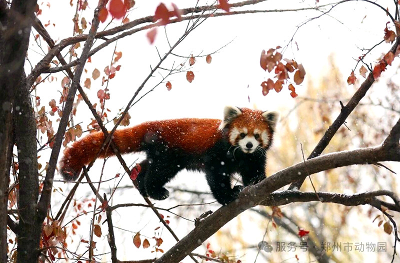 下雪啦！快来欣赏雪地里的小动物们~