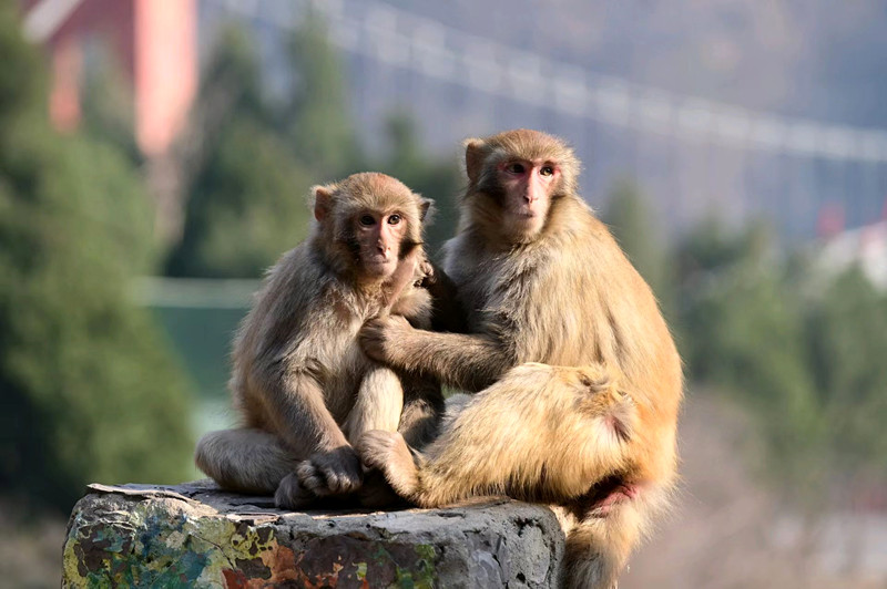 沁阳神农山：冬日猴趣 萌态十足！