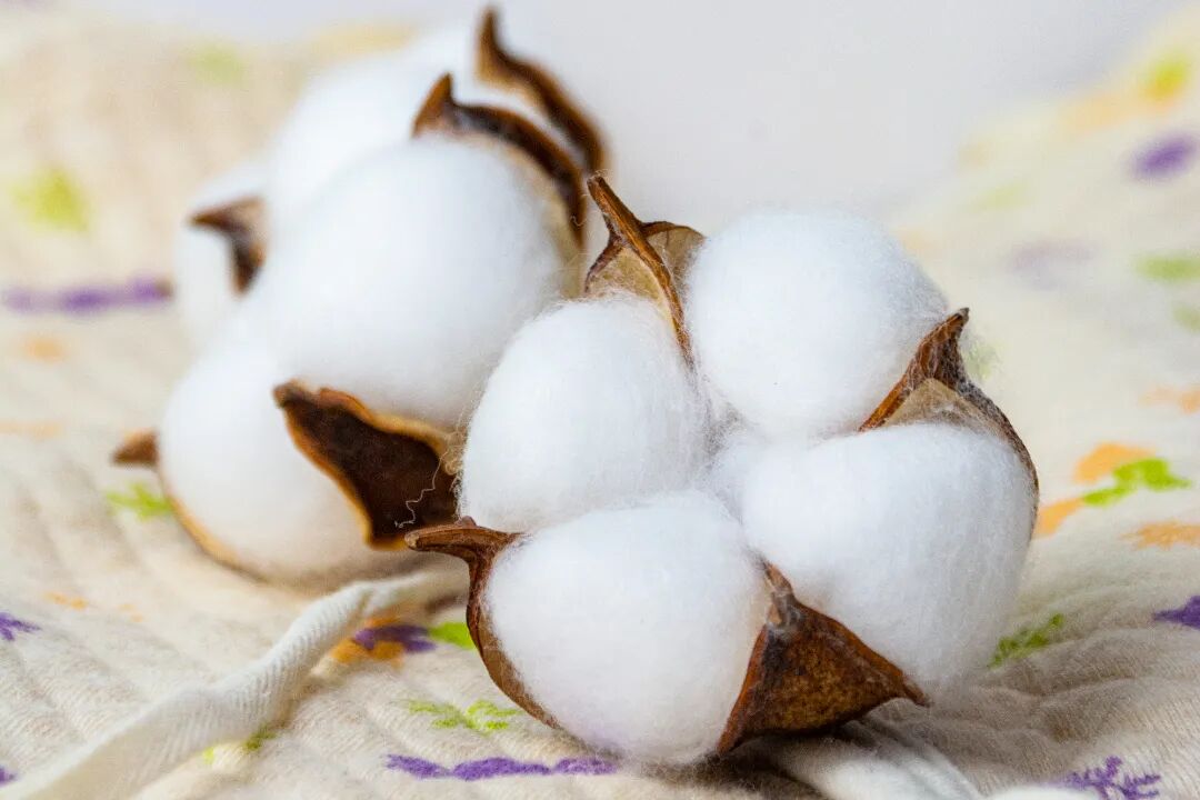 纯棉、全棉、100%棉区别在哪？棉服为啥不用棉花填充？