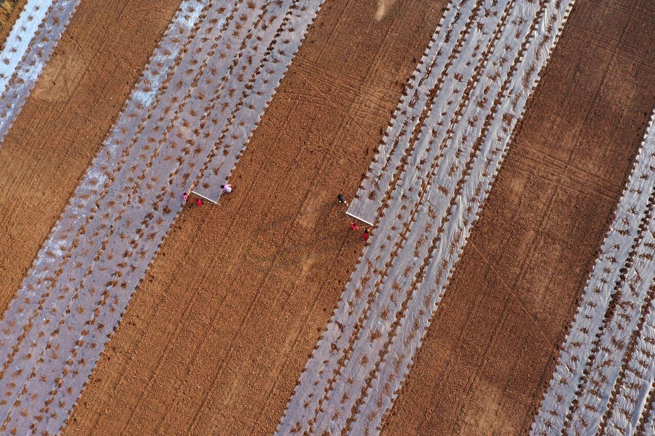 沁阳田间“绘”冬耕