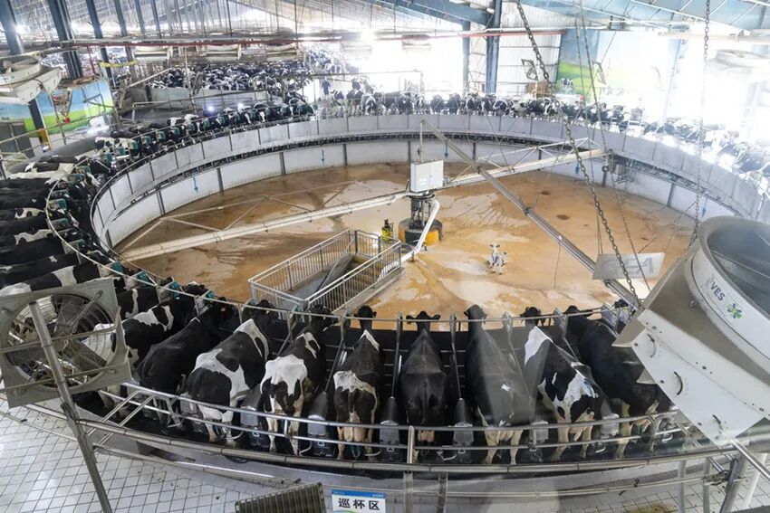 内蒙古牧业落户河南 西平建起大型奶牛场