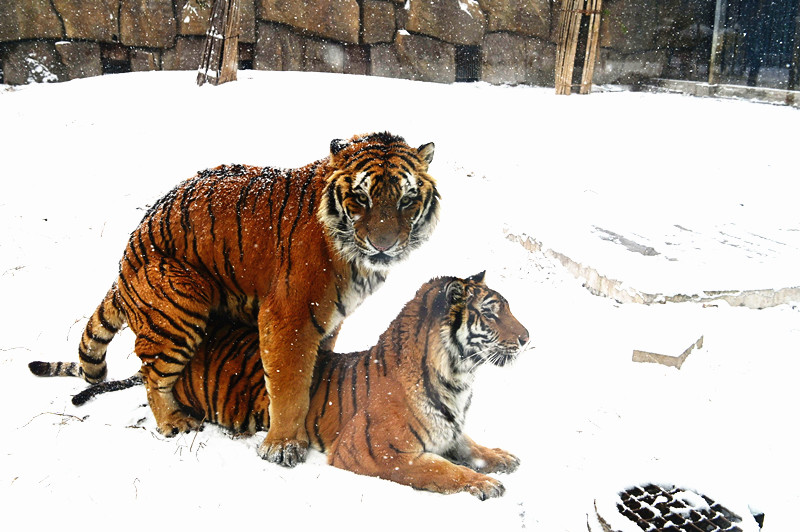 河南沁阳：东北虎雪中嬉戏 